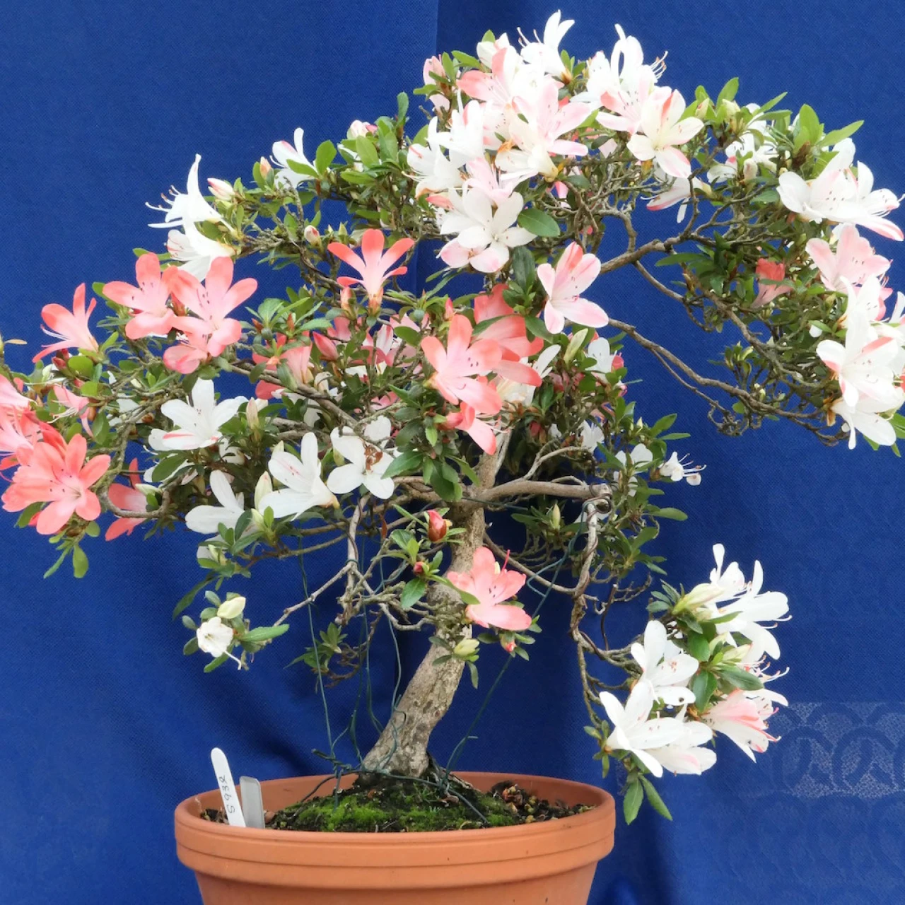 Unknown hybrid